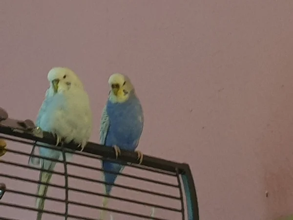 Wellensittich-Bild: Cindy und Lenchen lästern über die Jungs. 