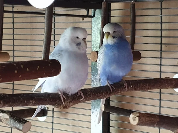 Wellensittich-Bild: Cindy und Lenchen im Gespräch vertieft. 