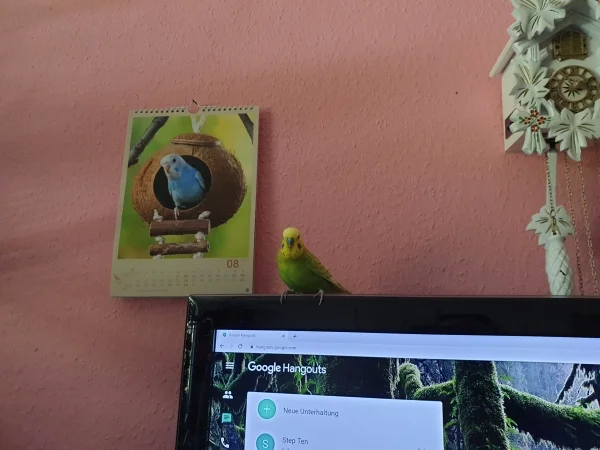 Wellensittich-Bild: Leo guckt, was ich am PC so mache. Er will demnächst seine Fotos selber hochladen. 
