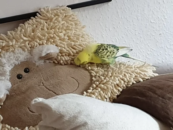 Wellensittich-Bild: Bert hat sich es auf dem Sofa auf dem Schafkissen gemütlich gemacht. Direkt nachdem ich das gesehen habe, habe ich das Kissen wellisicher untergebracht. 