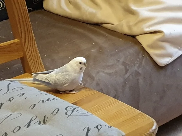 Wellensittich-Bild: Cindy hat beschlossen auch mal da zu sitzen, wo sonst die Felos sind. 