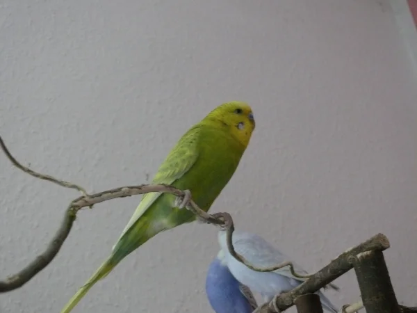 Wellensittich-Bild: Leo sitzt auf dem neuen Wellibaum. Im Hintergrund füttern sich Lenchen und Cindy. 
