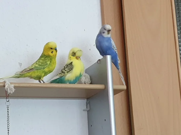 Wellensittich-Bild: Die Jungs gucken was Lenchen macht. Also eigentlich wie immer. 