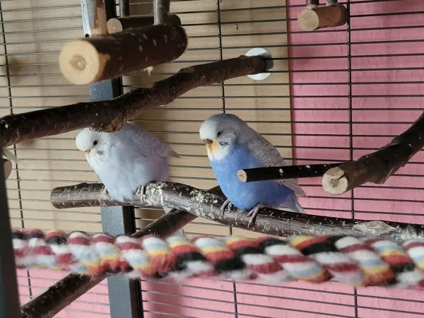 Wellensittich-Bild: Cindy und Lenchen chillen zusammen nachdem sie Möhrchen geschreddert haben. 
