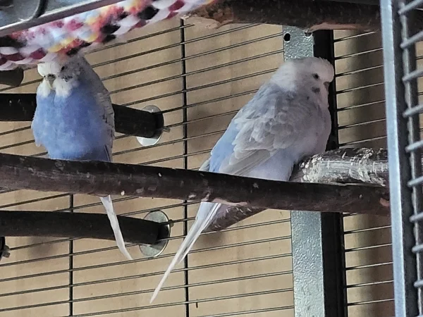 Wellensittich-Bild: Cindy singt und Lenchen entspannt sich. Es sind halt beste Freundinnen. 