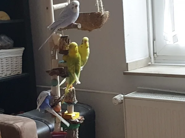 Wellensittich-Bild: Lenchen, Cindy, Leo und Bert haben das Wichtelgeschenk entdeckt. 