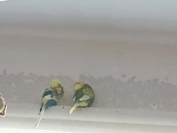 Wellensittich-Bild: Bert und Leo sind sooooooooooo müde. 