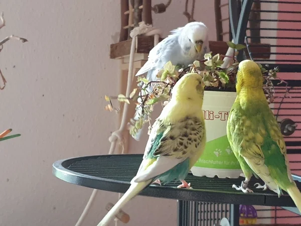 Wellensittich-Bild: Cindy badet im nassen Golliwoog, die Jungs gucken zu. 