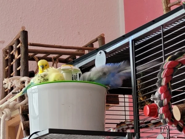 Wellensittich-Bild: Bert, Leo und Lenchen baden zusammen. 