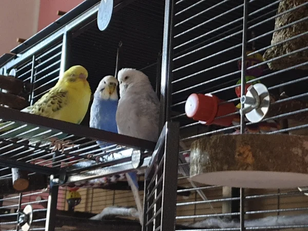 Wellensittich-Bild: Bert chillt zusammen mit den Mädels. 