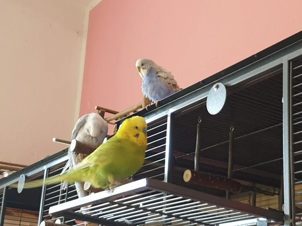 Wellensittich-Bild: Cindy, Leo und Lenchen haben es sich auf dem Käfig gemütlich gemacht. 