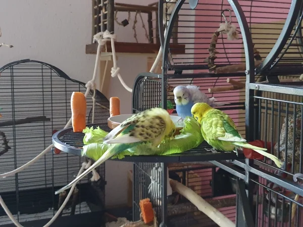 Wellensittich-Bild: Bert, Lenchen und Leo baden auf nassem Salat. 