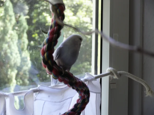 Wellensittich-Bild: Cindy genießt den Blick in den Garten. 