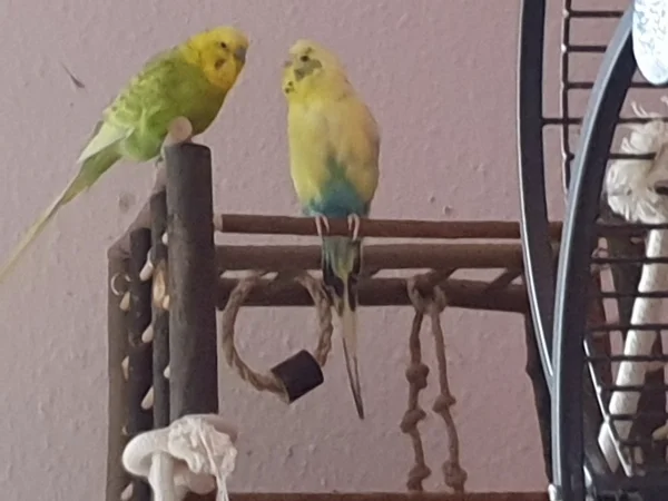 Wellensittich-Bild: Leo und Bert unterhalten sich. 
