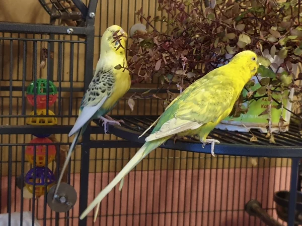 Wellensittich-Bild: Bert und Leo knabbern am Golliwoog. Achtet mal auf Leos Auge-er starrt den Golliwoog an. 