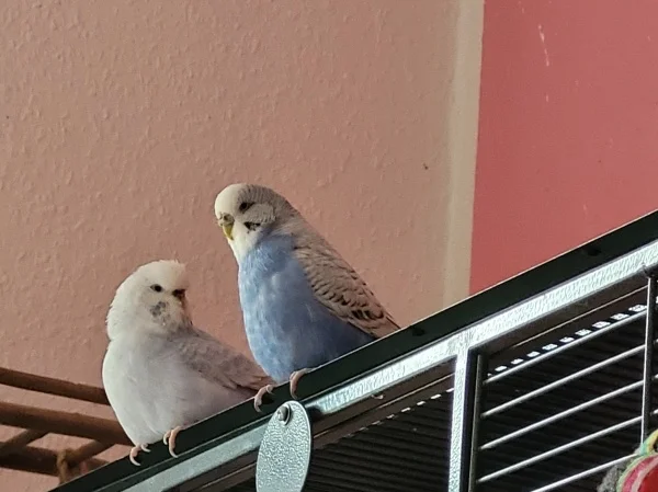 Wellensittich-Bild: Cindy und Lenchen führen Mädelsgespräche. 