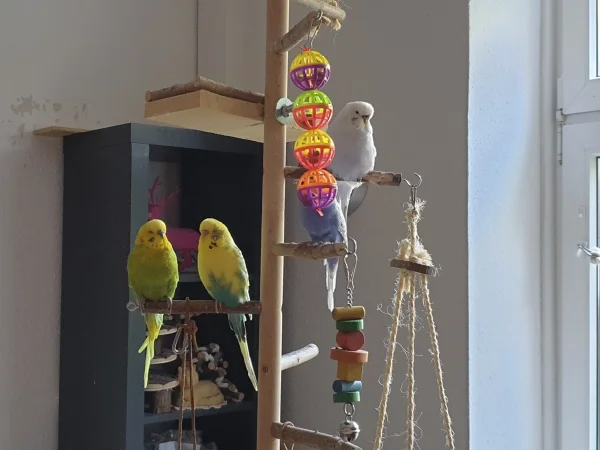 Wellensittich-Bild: Leo, Bert, Lenchen und Cindy chillen zusammen. Lenchen ist etwas verdeckt, da sie gerade an den Klingelbällen spielt. 