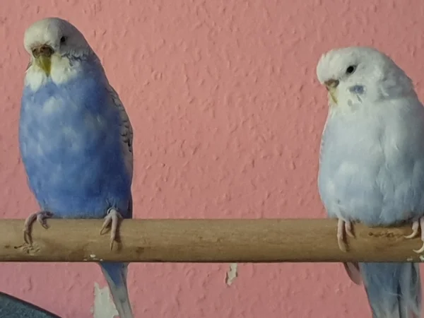 Wellensittich-Bild: Lenchen und Cindy sitzen beieinander. Hier sieht man, dass Lenchen nach der Mauser weiße Flecken auf dem Bauch hat-sie sieht aus wie ein Sommerhimmel mit Schäfchenwolken. 