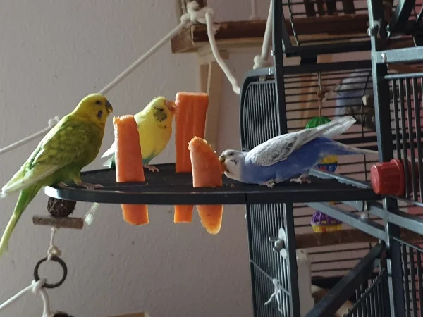 Wellensittich-Bild: Bert, Leo und Lenchen schreddern Möhren. Lenchen ist mit ihrem ganzen Körper dabei. 