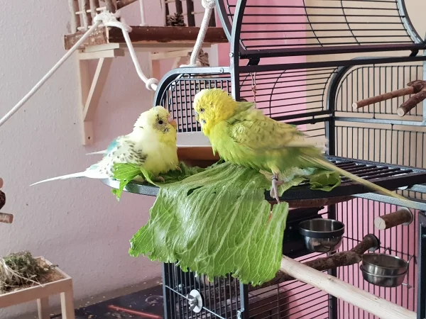 Wellensittich-Bild: Bert und Leo baden auf einem Salatblatt, dabei sind die Beiden sonst wasserscheu. 
