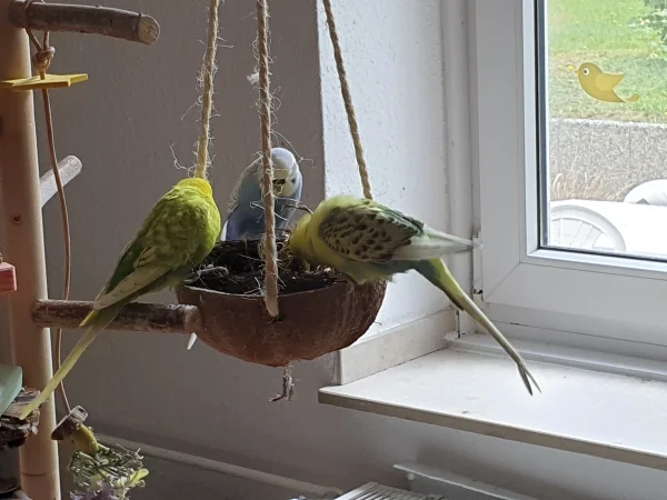 Wellensittich-Bild: Lenchen war gerade mit dem Schreddern von Holz beschäftigt. Da mussten Leo und Bert natürlich auch mal nachgucken, was sie da macht. 