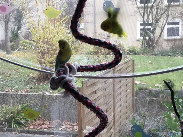 Wellensittich-Bild: Bert sitzt auf der Spirale am Fenster und Leo fliegt gerade los. 