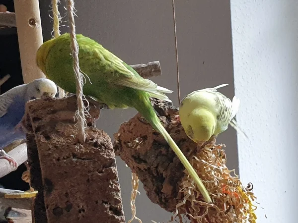 Wellensittich-Bild: Lenchen, Leo und sogar Bert sind am Schreddern. 