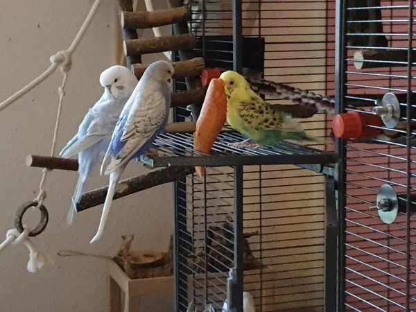 Wellensittich-Bild: Cindy und Lenchen chillen zusammen mit Bert. Leo war gerade wieder fressen-er muss ja 2 Hennen füttern. 