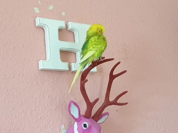 Wellensittich-Bild: Leo putzt sich auf dem Geweih vom rosa Hirsch. 