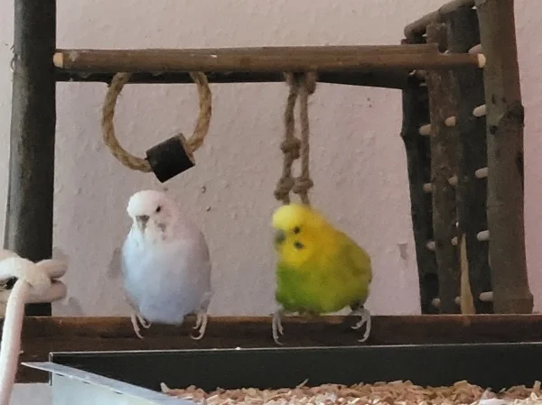 Wellensittich-Bild: Cindy und Leo überlegen, was sie als nächstes anstellen könnten. 