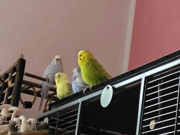 Wellensittich-Bild: Cindy, Bert, Leo und Lenchen unterhalten sich. 
