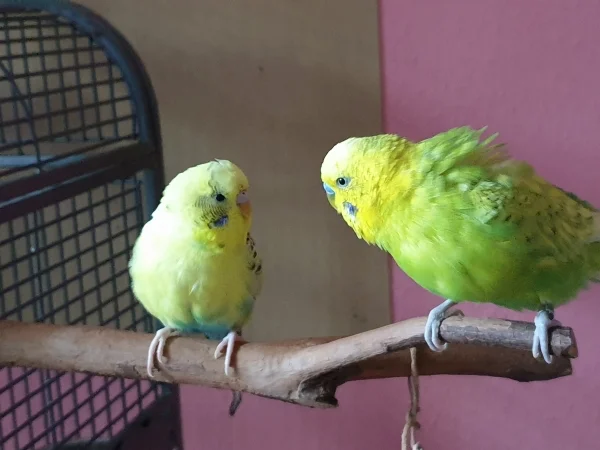 Wellensittich-Bild: Bert und Leo sind die besten Freunde. Oft sieht man sie in ein Männergespräch vertieft. 