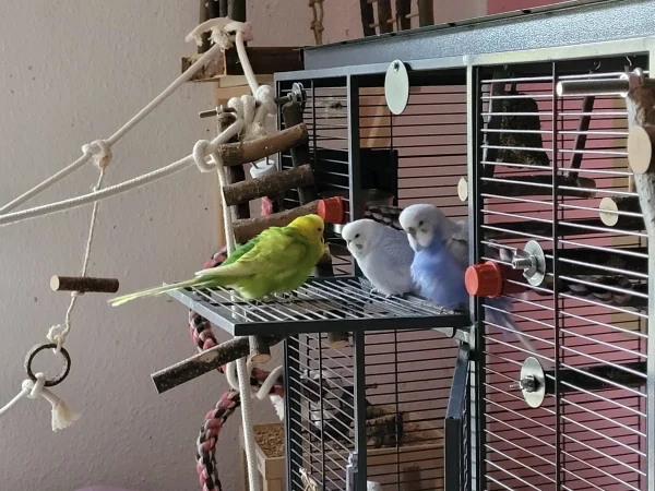 Wellensittich-Bild: Leo, Cindy und Lenchen chillen zusammen auf der Anflugklappe. 