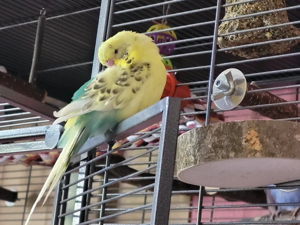 Wellensittich-Bild: Bert macht ein Nickerchen. 