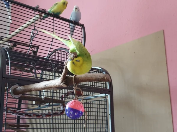 Wellensittich-Bild: Leo hat sich um einen Ast gewickelt, um dort von unten dran zu knabbern. Bert und Cindy wundern sich. 