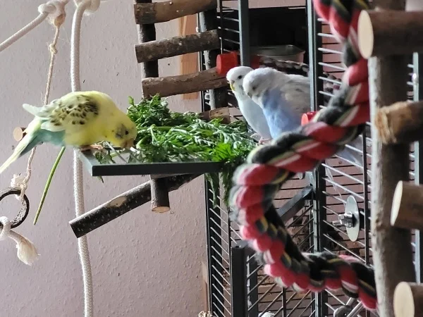 Wellensittich-Bild: Die Mädels und der kleine Bert freuen sich über nasses Möhrengrün. 