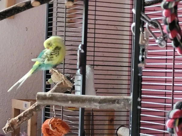 Wellensittich-Bild: Bert macht ein Nickerchen. 