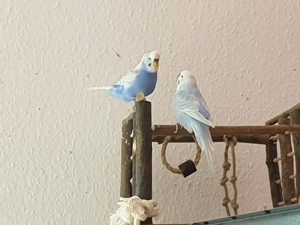 Wellensittich-Bild: Lenchen und Cindy tauschen gerade Futter aus. 