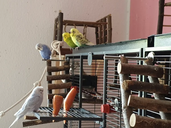 Wellensittich-Bild: Cindy, Lenchen, Leo und Bert warten auf Stephan-der hat mal wieder Verspätung. 