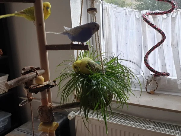 Wellensittich-Bild: Lenchen und Leo beobachten Bert im Katzengras. 