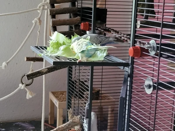 Wellensittich-Bild: Lenchen und Bert beeilen sich beim Salatbad, damit sie noch genug ab bekommen. 