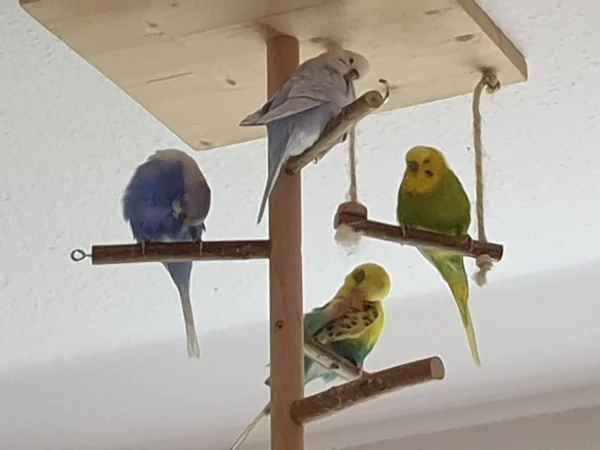 Wellensittich-Bild: Lenchen, Cindy und Bert putzen sich-Leo passt auf. 