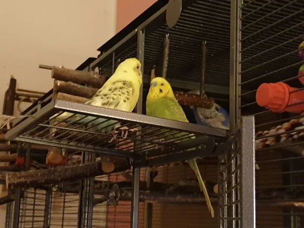 Wellensittich-Bild: Bert und Leo unterhalten sich. 