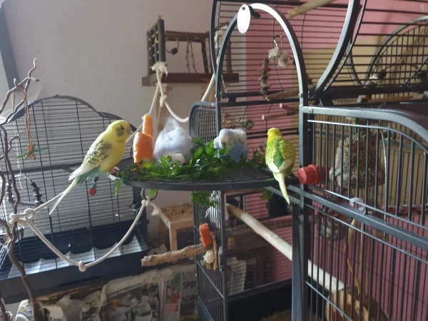 Wellensittich-Bild: Cindy und Lenchen baden im nassen Möhrengrün-die Jungs gucken zu und knabbern am Grün. 