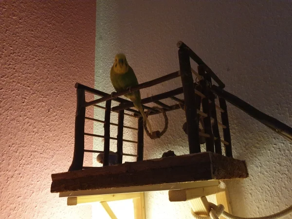 Wellensittich-Bild: Lenchen war mal wieder besonders neugierig und versteckt sich. 