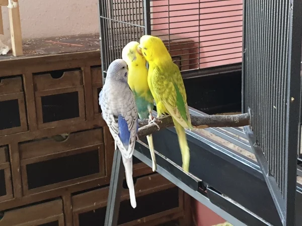 Wellensittich-Bild: Bert und Leo sind am knutschen, Lenchen guckt sich das ganz erstaunt an. 