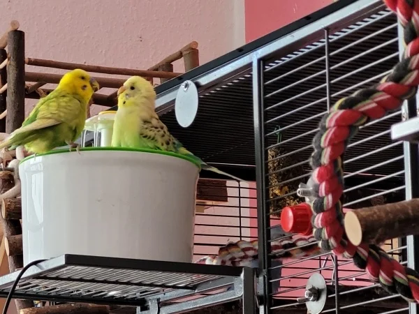 Wellensittich-Bild: Leo und Bert diskutieren. 