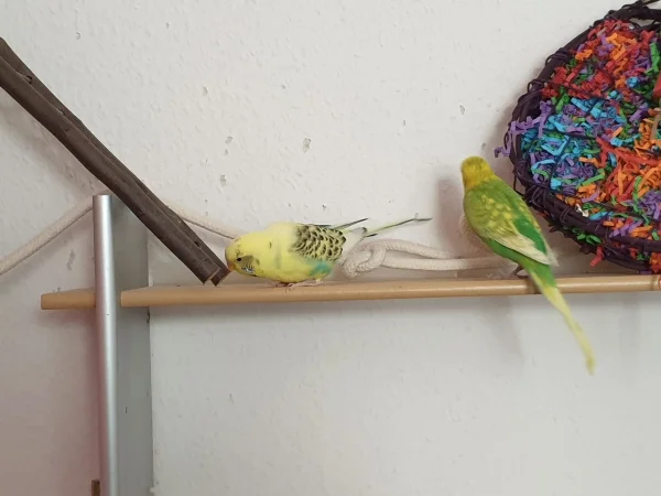Wellensittich-Bild: Bert und Leo untersuchen das Regal, nicht dass sie was verpassen. 