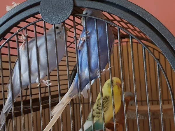 Wellensittich-Bild: Cindy und Lenchen 