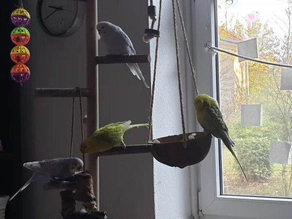 Wellensittich-Bild: Lenchen knabbert am Spielzeug und der Rest der Bande guckt zu. Bert nützt die Zeit zum putzen. 